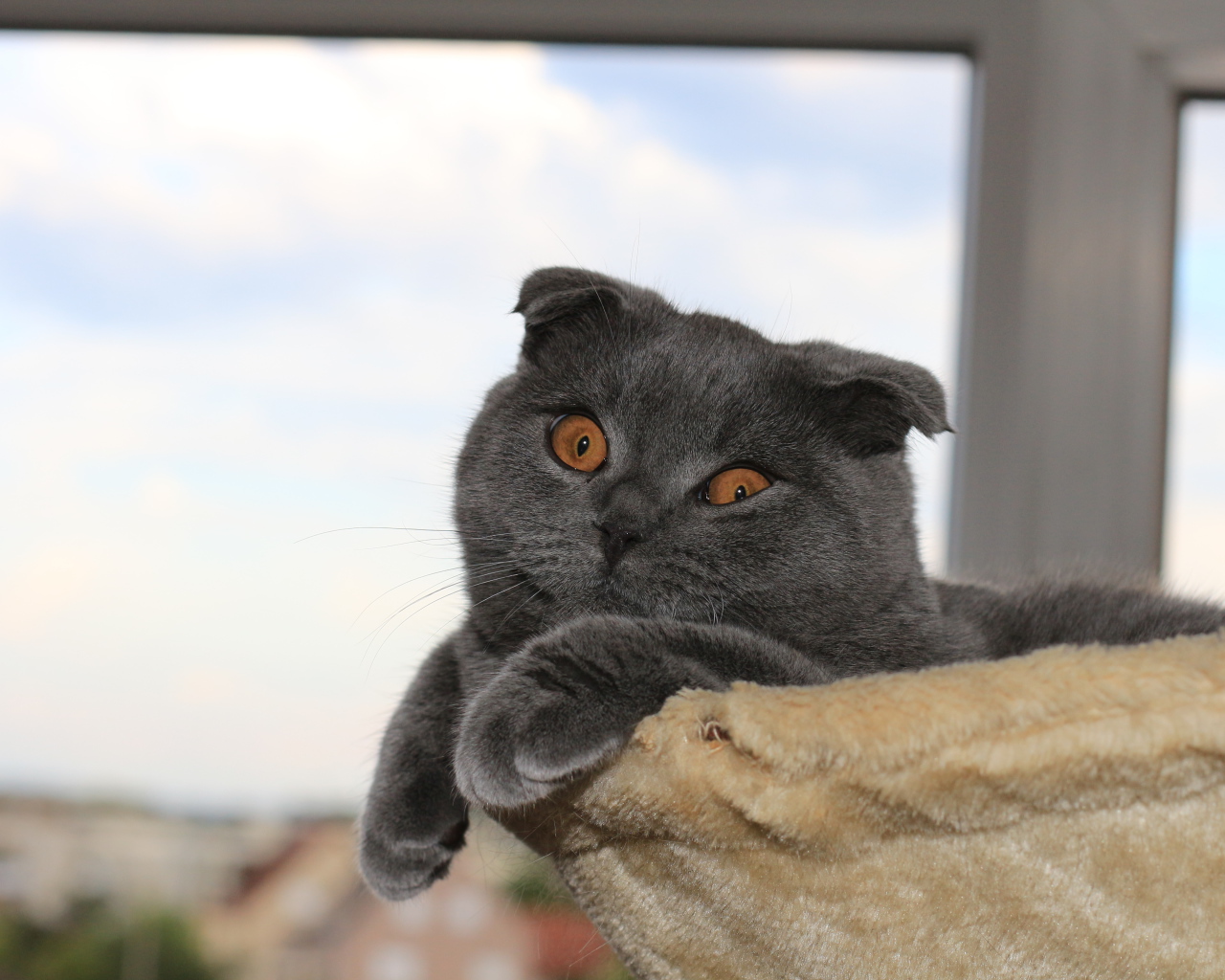 Серый шотландский вислоухий кот в своей кровати