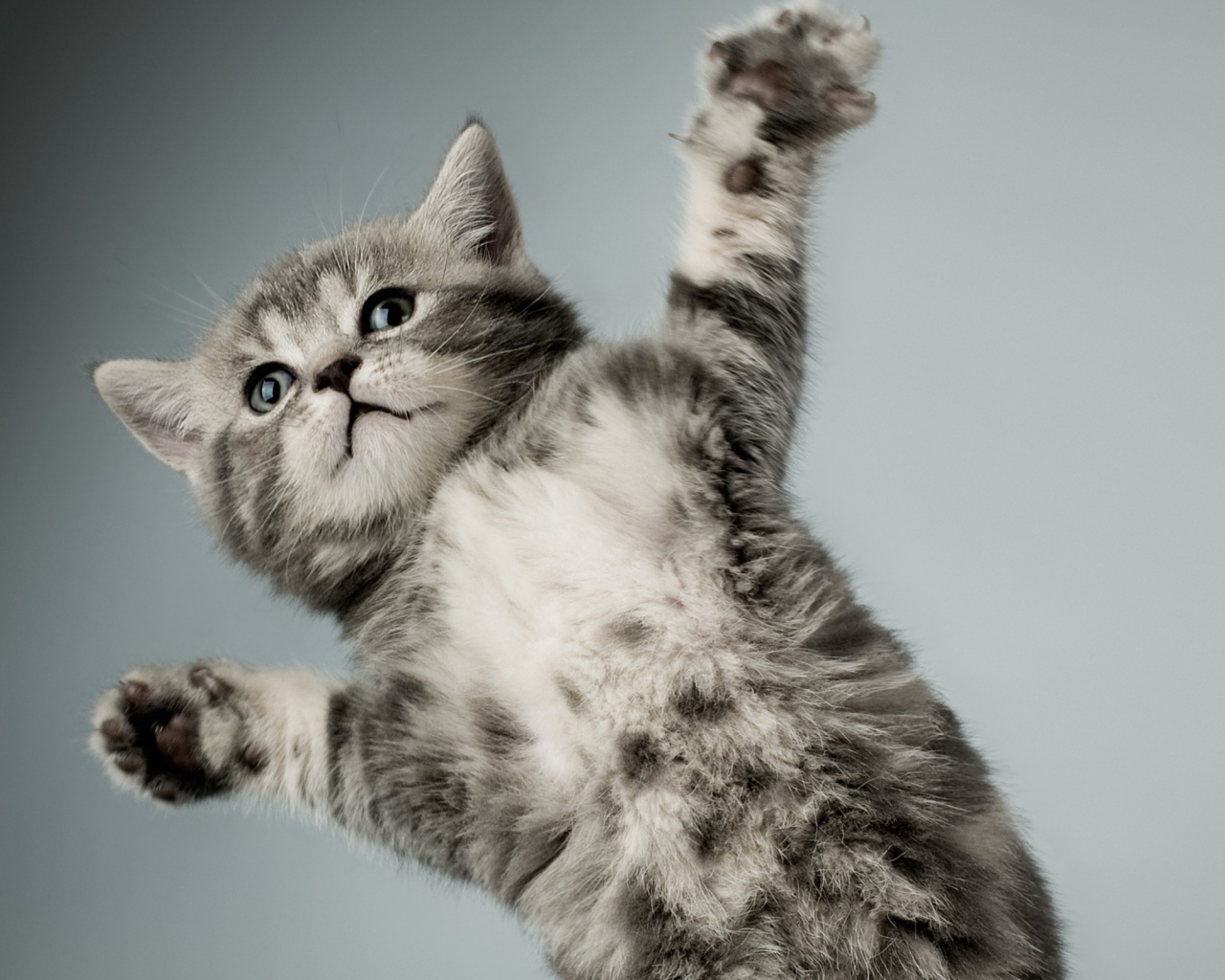 Серый кот в полёте