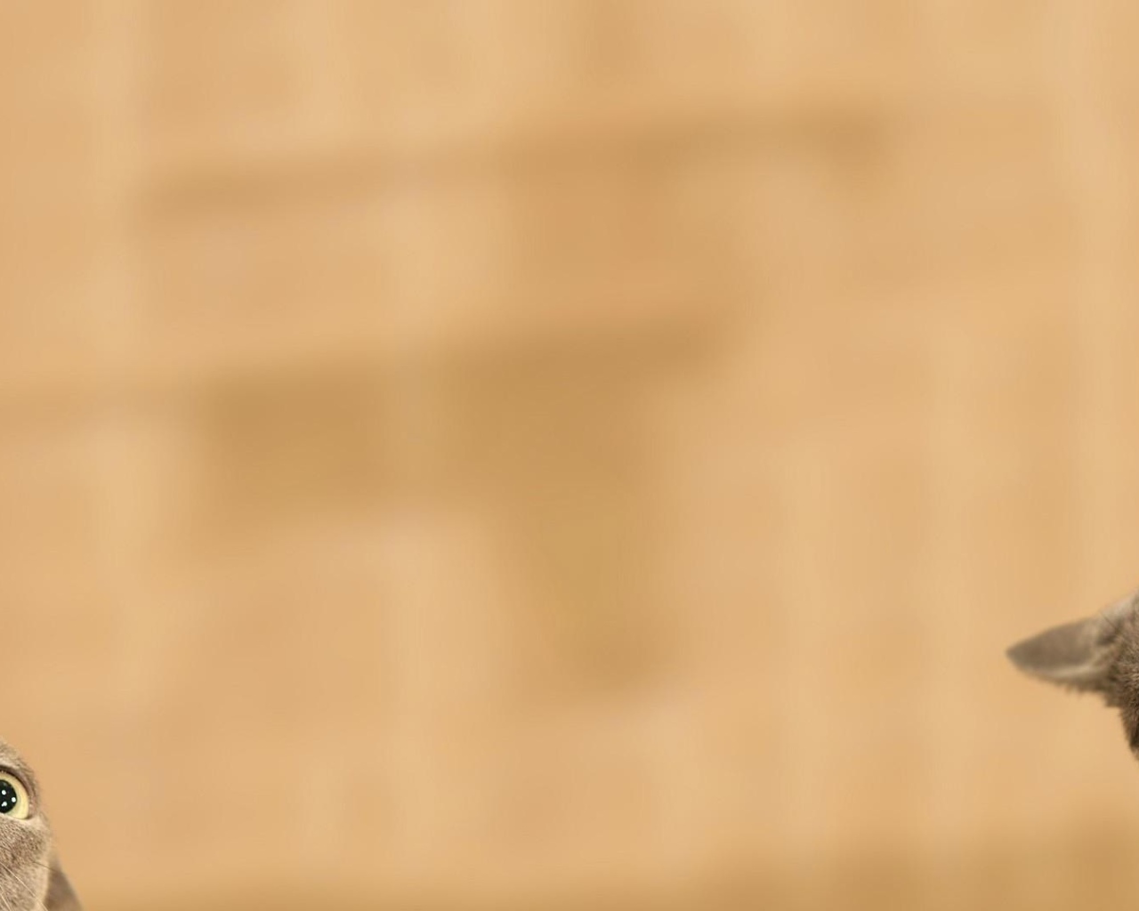 Серые коты подглядывают