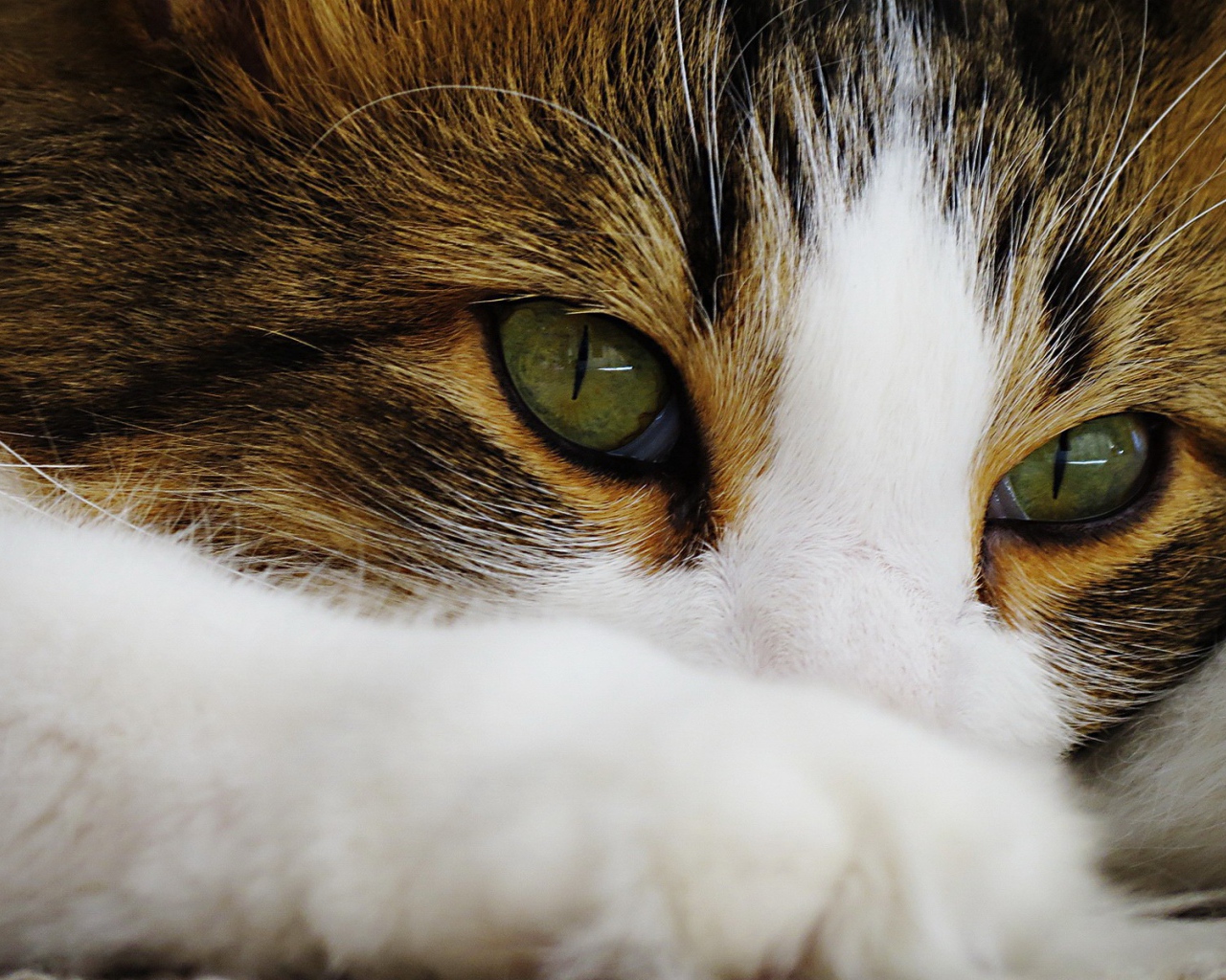 Зеленые глаза кота