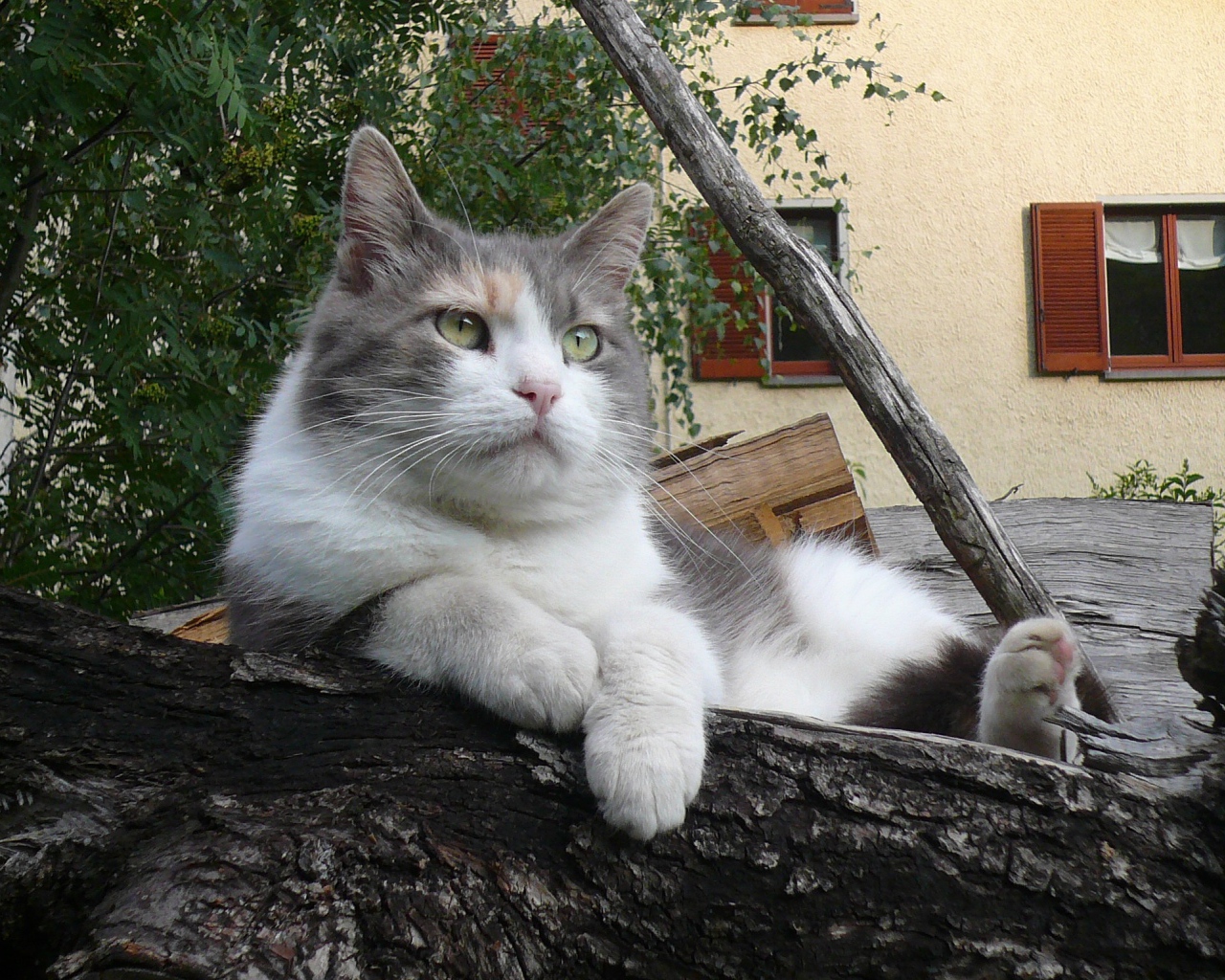 Серый кот лежит на бревне