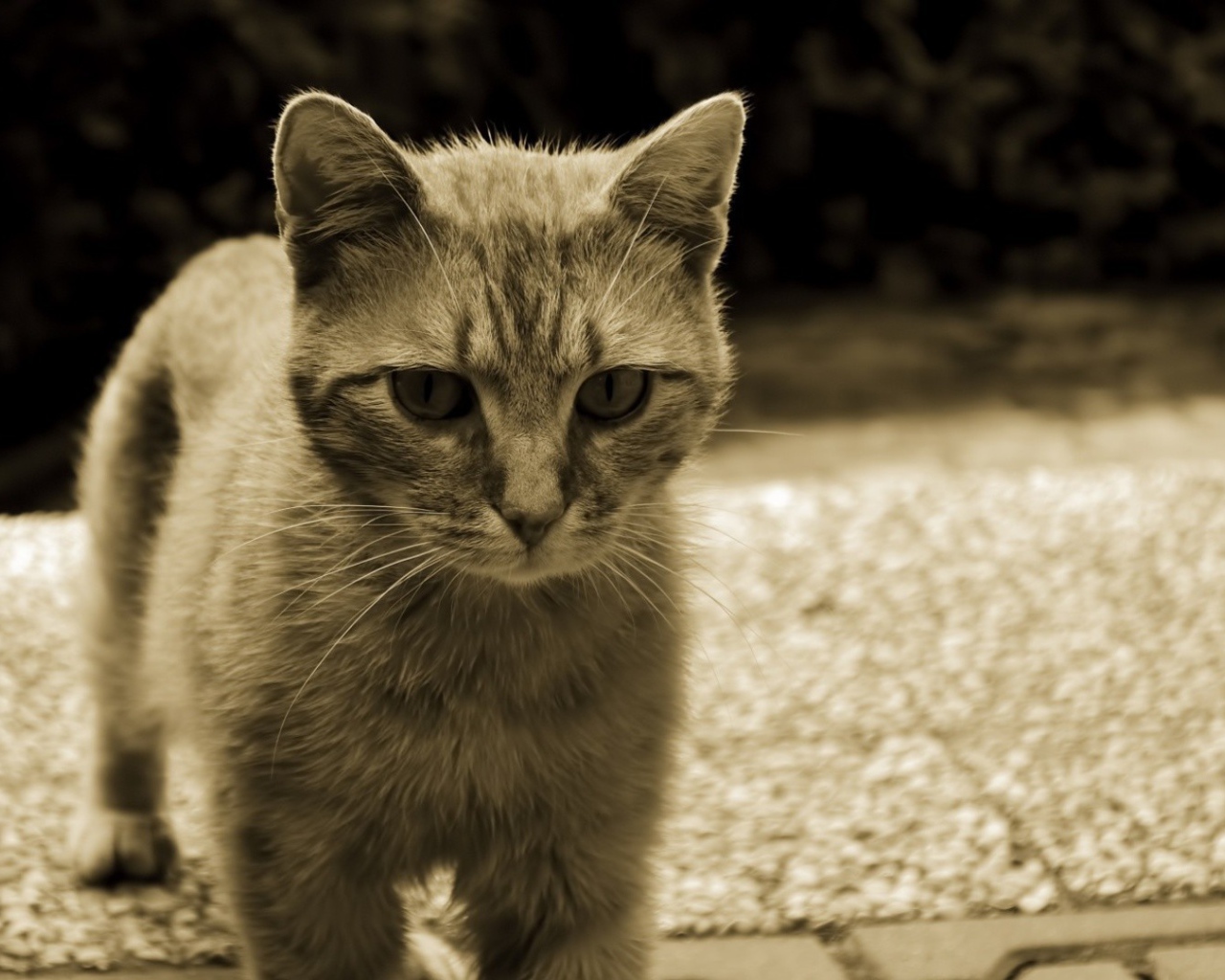 Серый кот с белыми усами