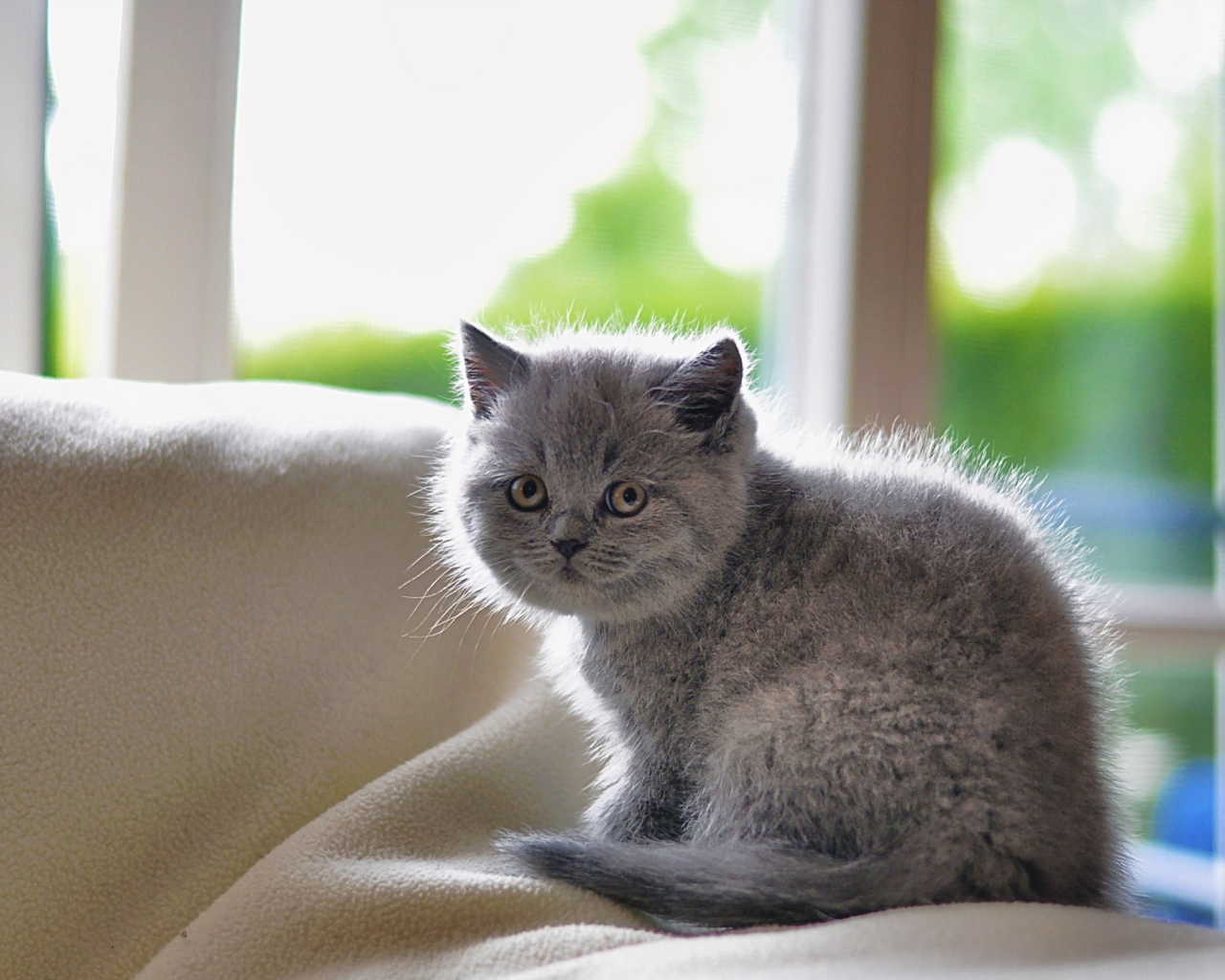 Серый маленький испуганный кот