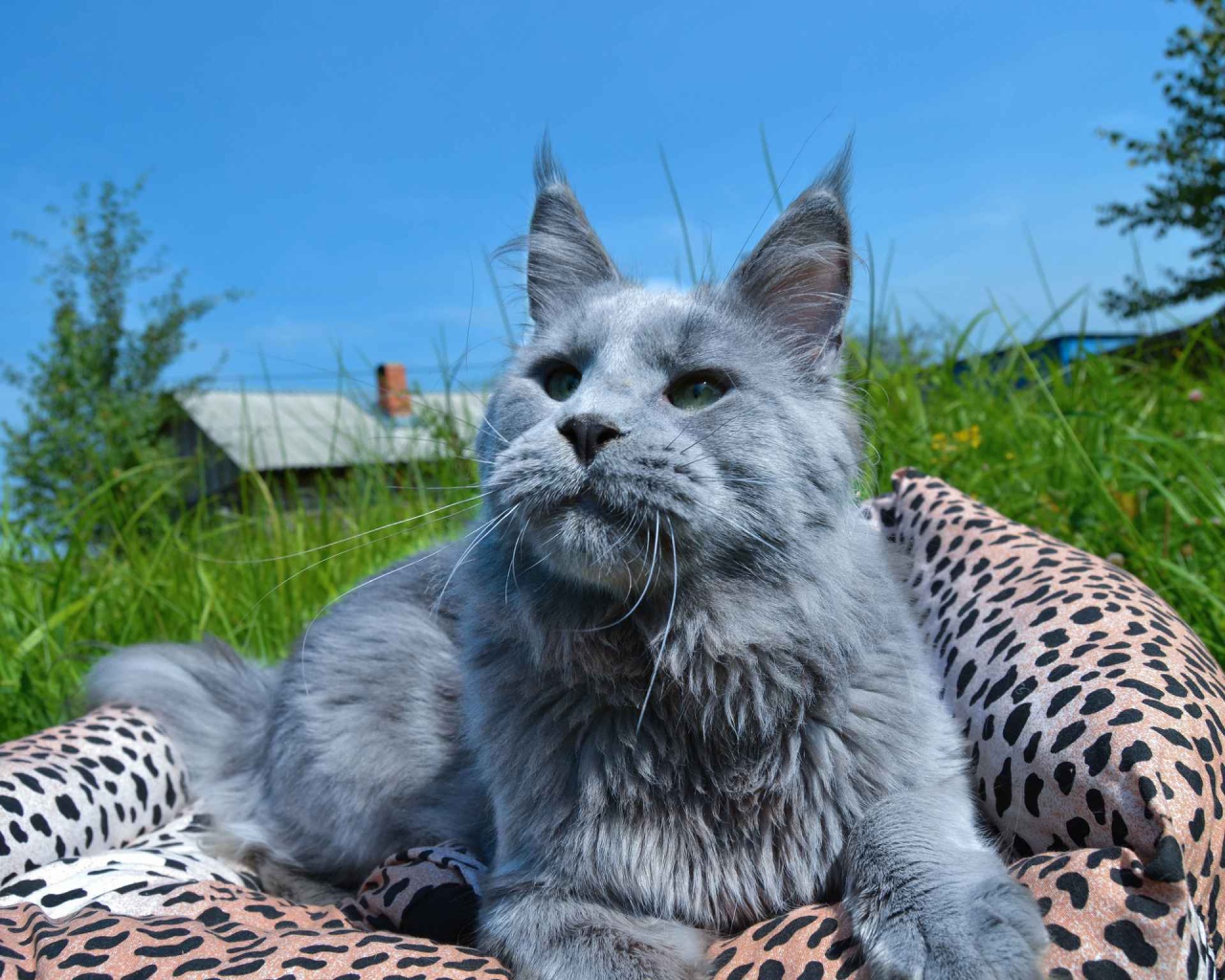 Серый молодой кот мейн-кун на природе