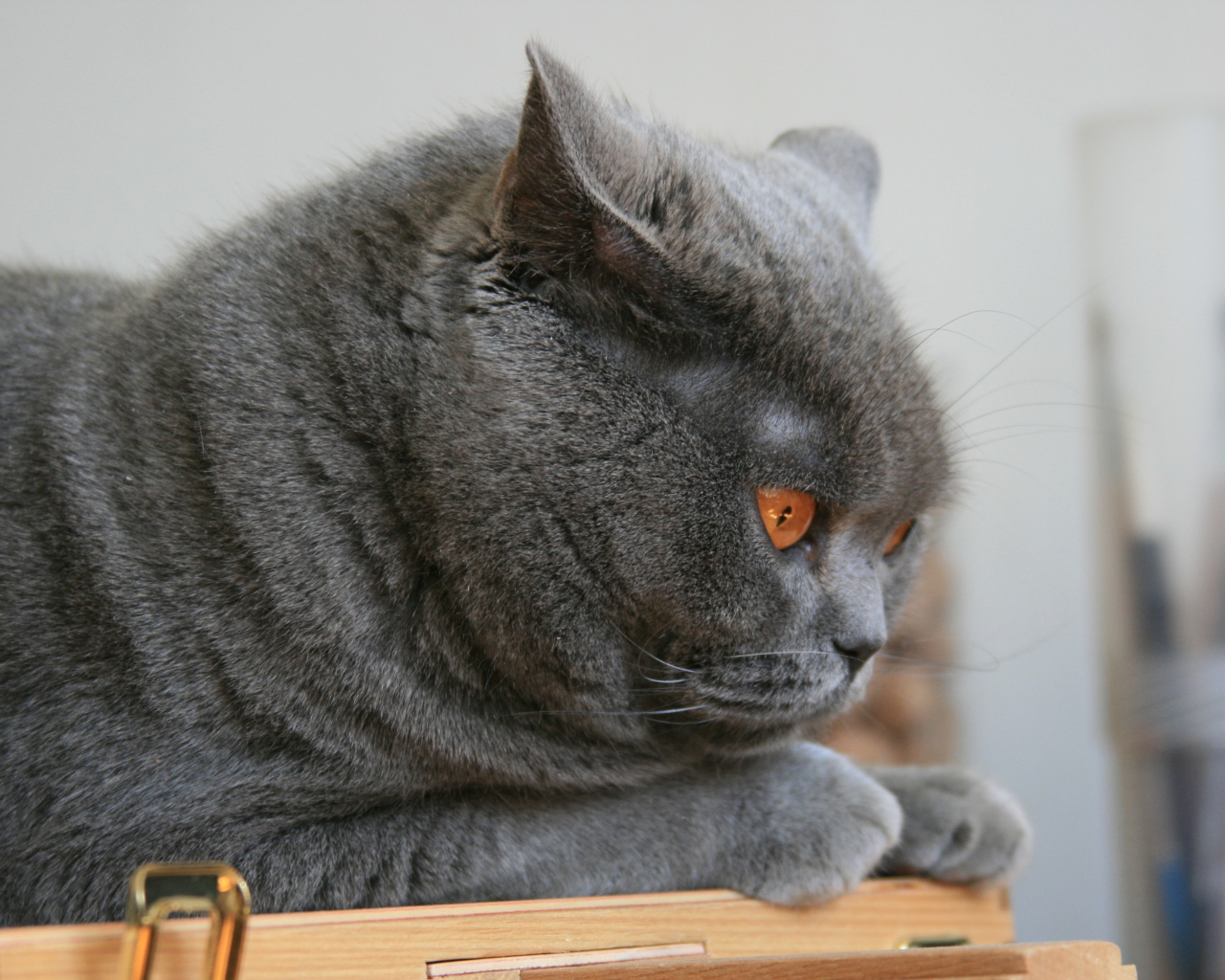 Grumpy British cat