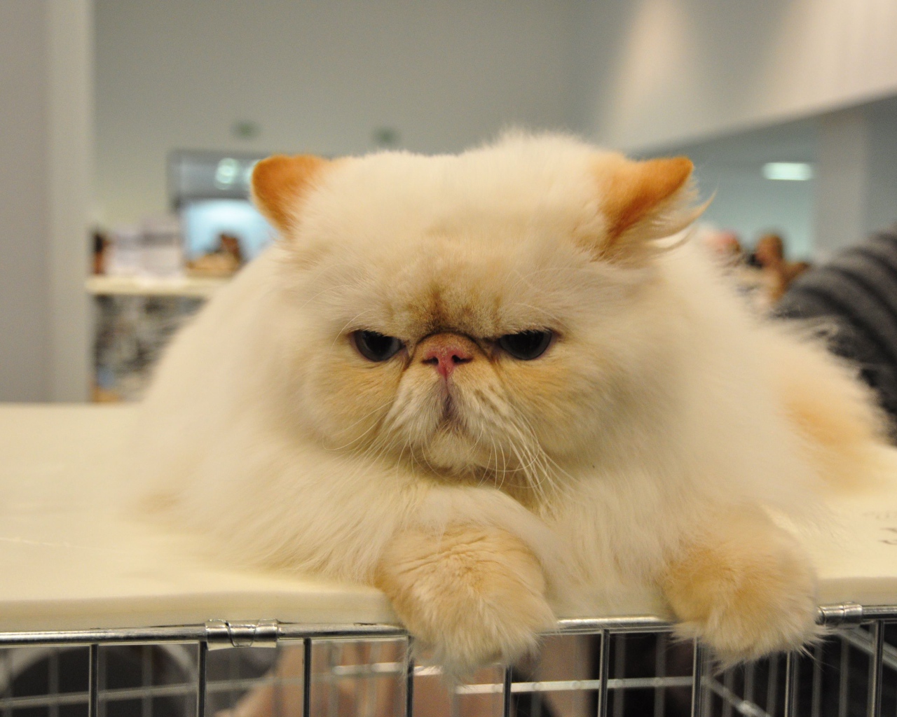Сварливый персидский кот