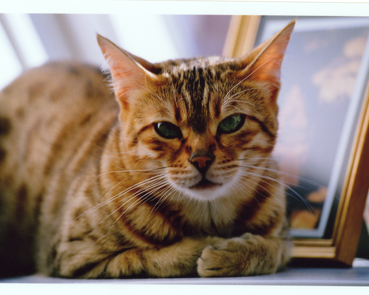 Недовольный бенгальский кот