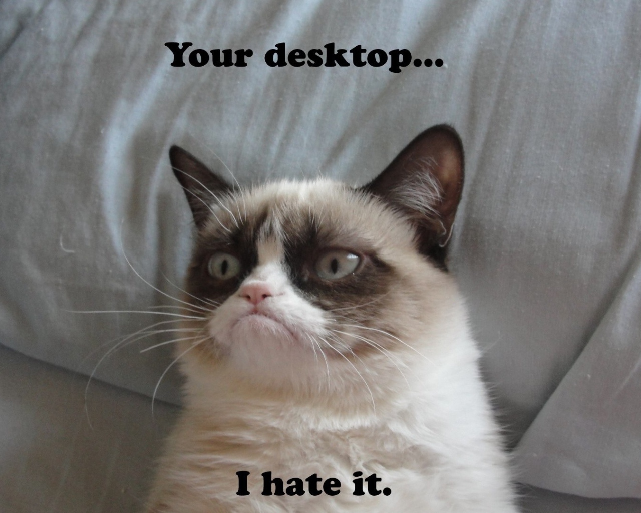 Недовольный кот на десктопе