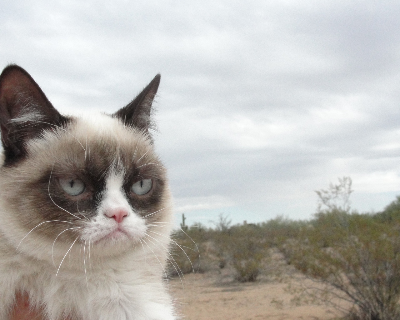 Grumpy cat в пустыне