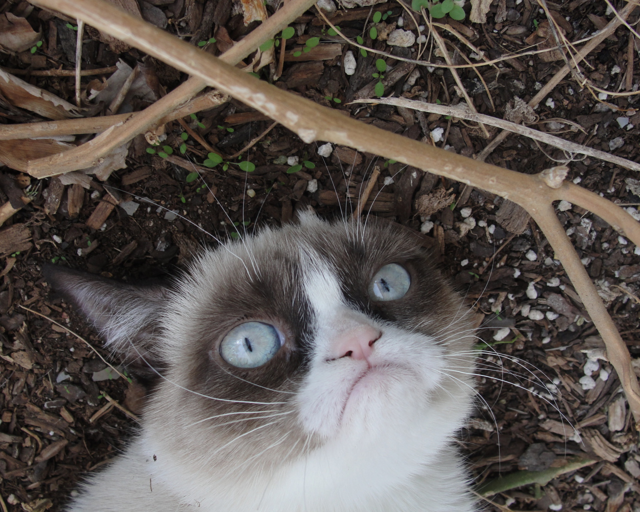 Grumpy cat на земле