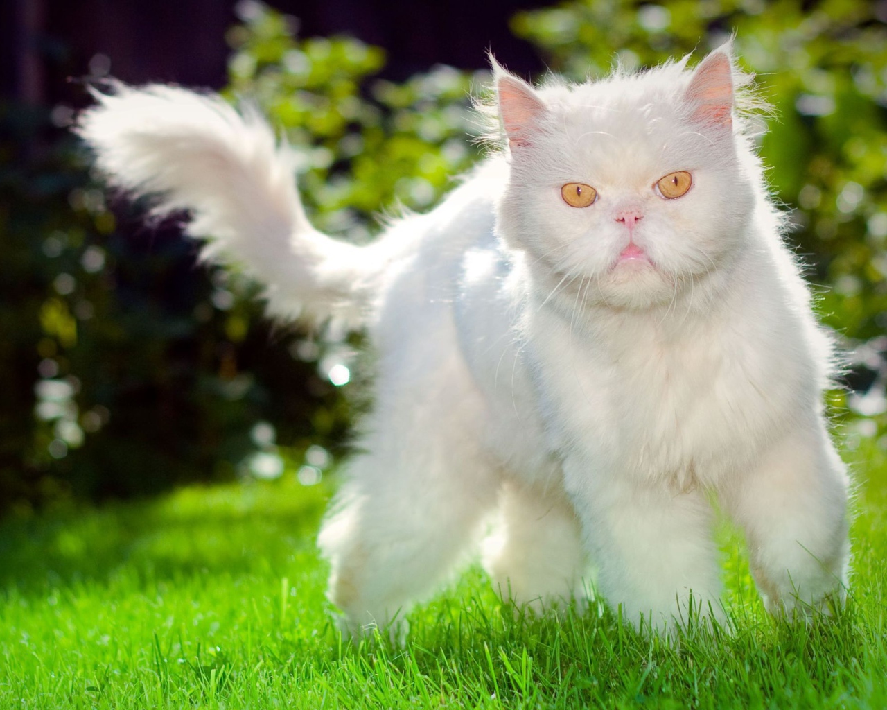 Недовольный пушистый белый кот на траве