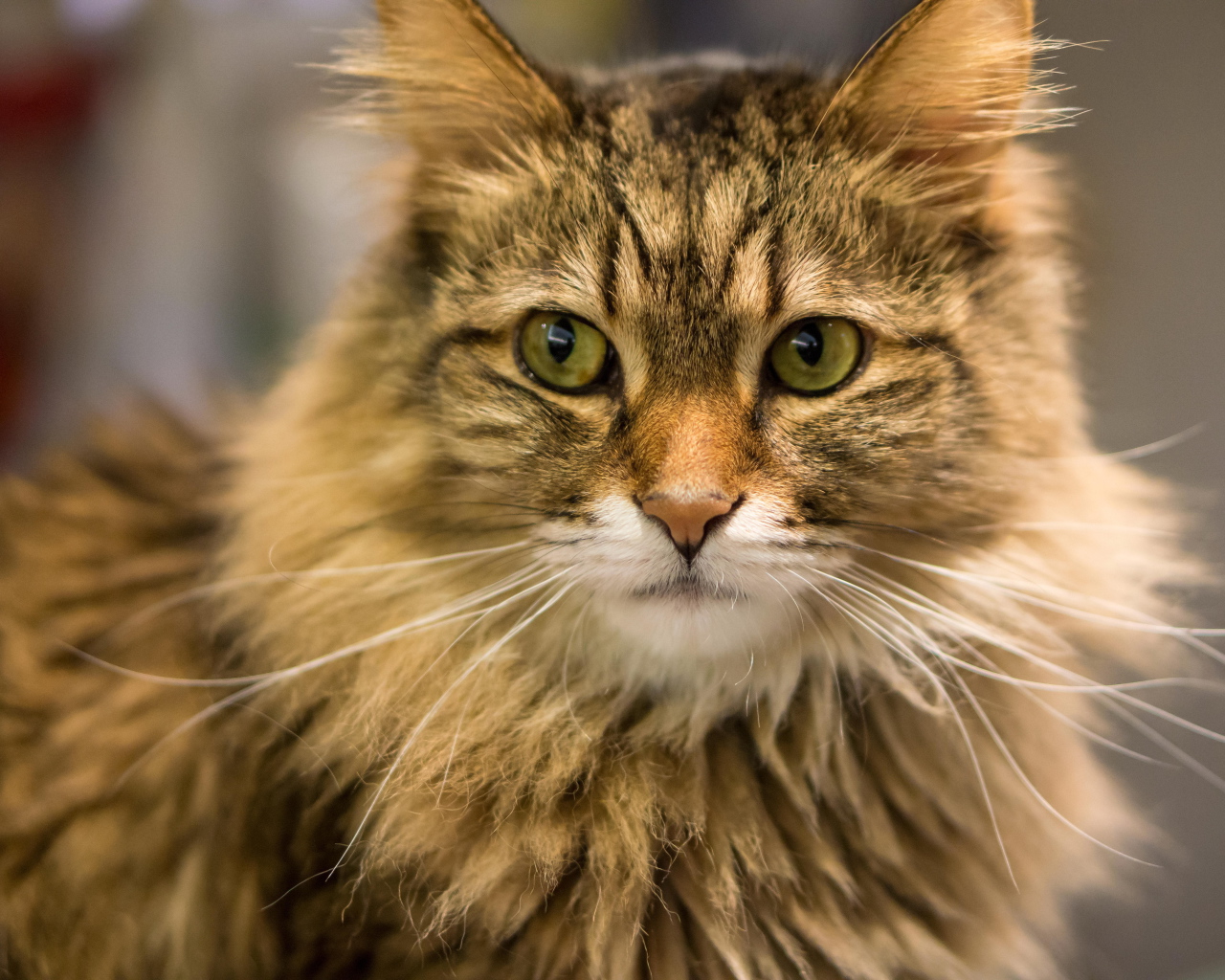 Красивый усатый кот мейн-кун ближним планом