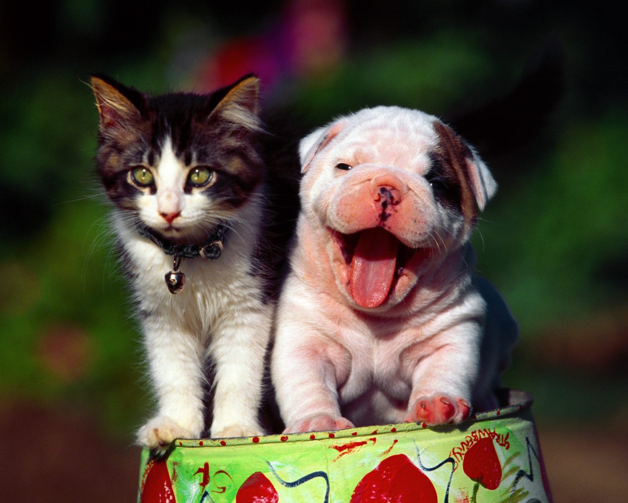 Счастливые кот и пёс