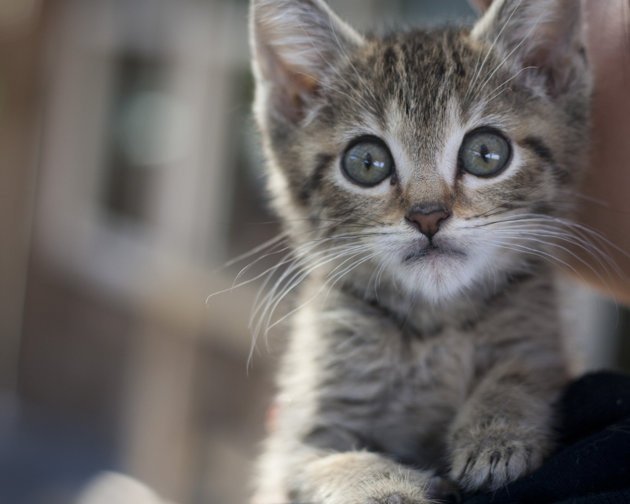 Малыш мейн-кун с испуганным взглядом