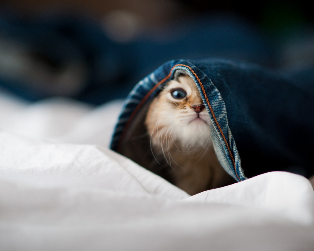 Малыш кот залез в штаны