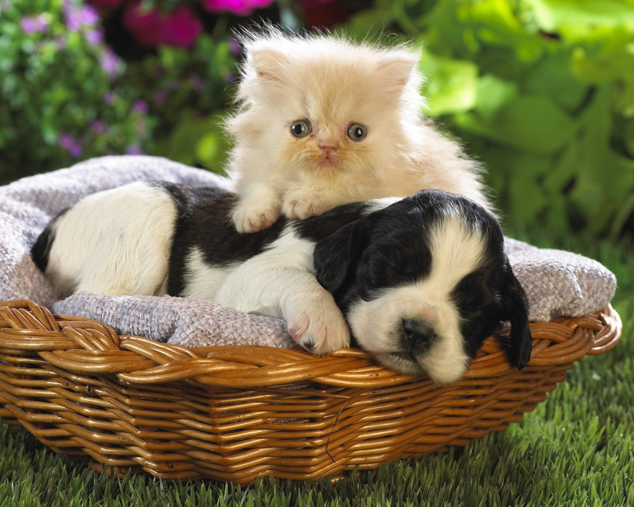 Котенок и щенок