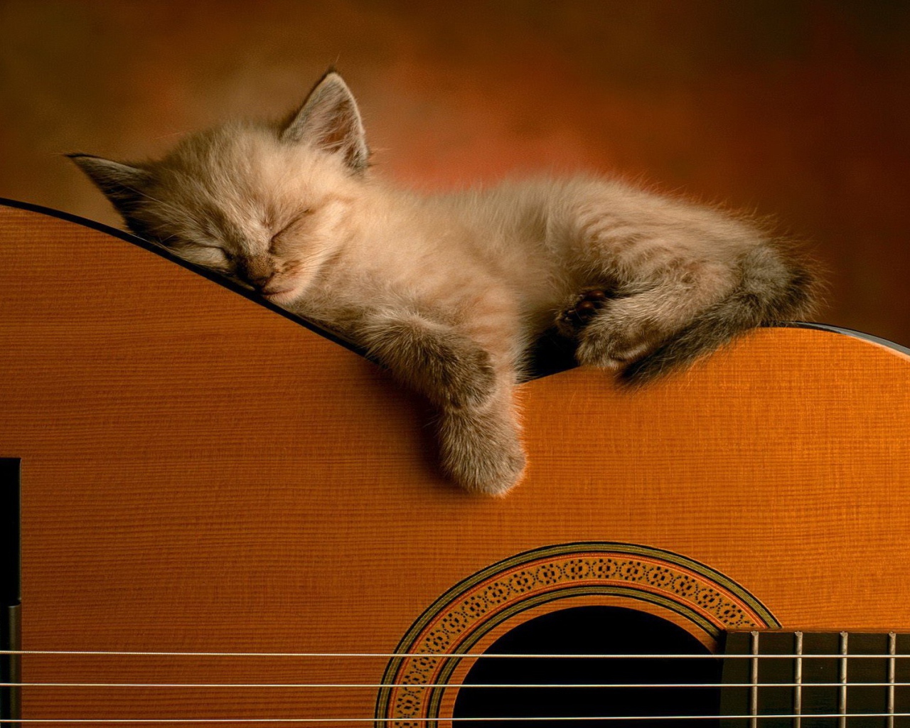 Котенок спит на гитаре