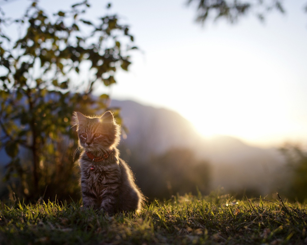 Котенок на закате