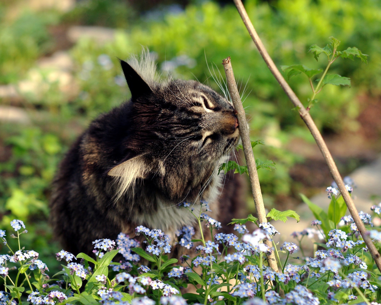 Котенок в цветах