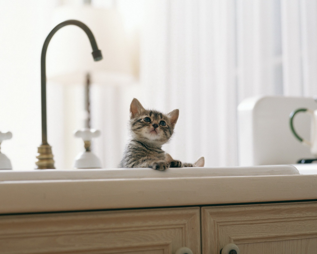 Котенок купается в раковине