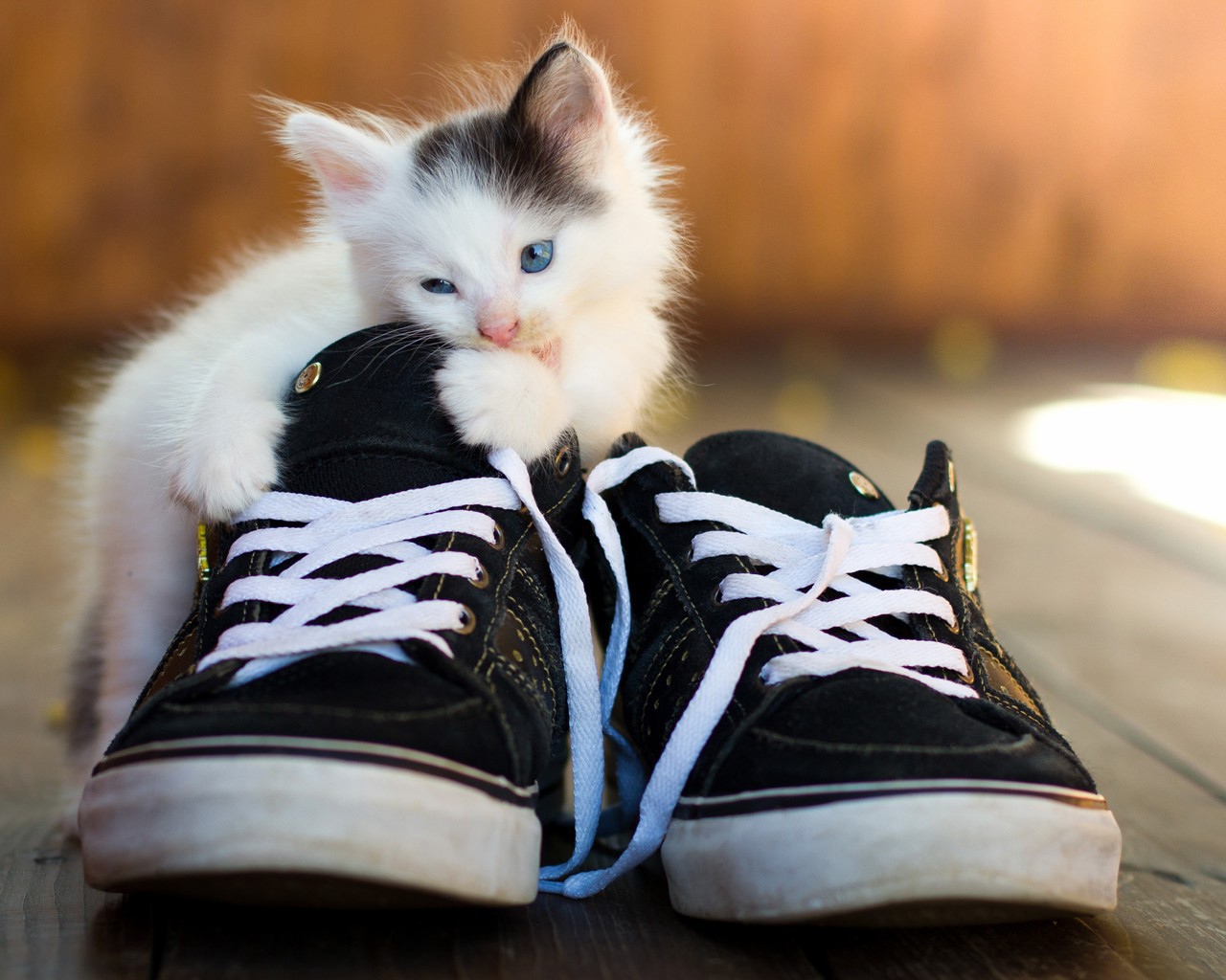 Kitten is eating sneakers