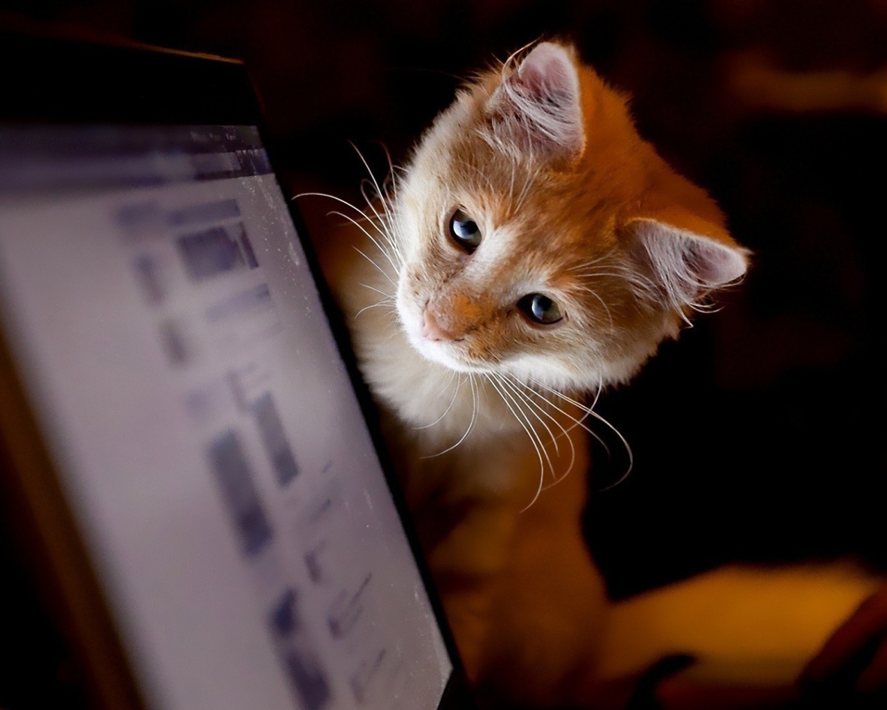 Котенок смотрит на монитор