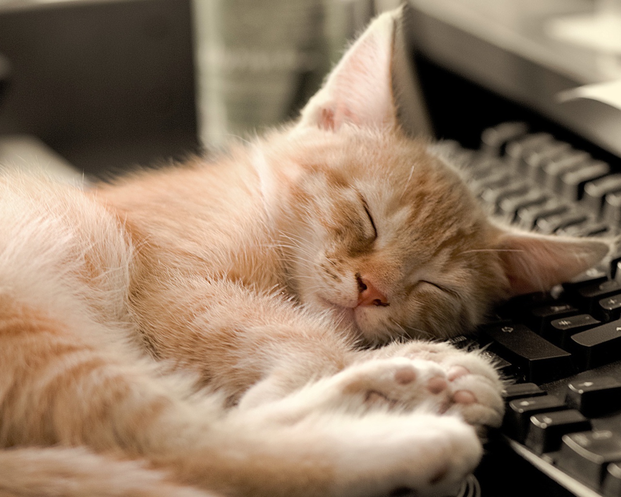 Котенок на клавиатуре