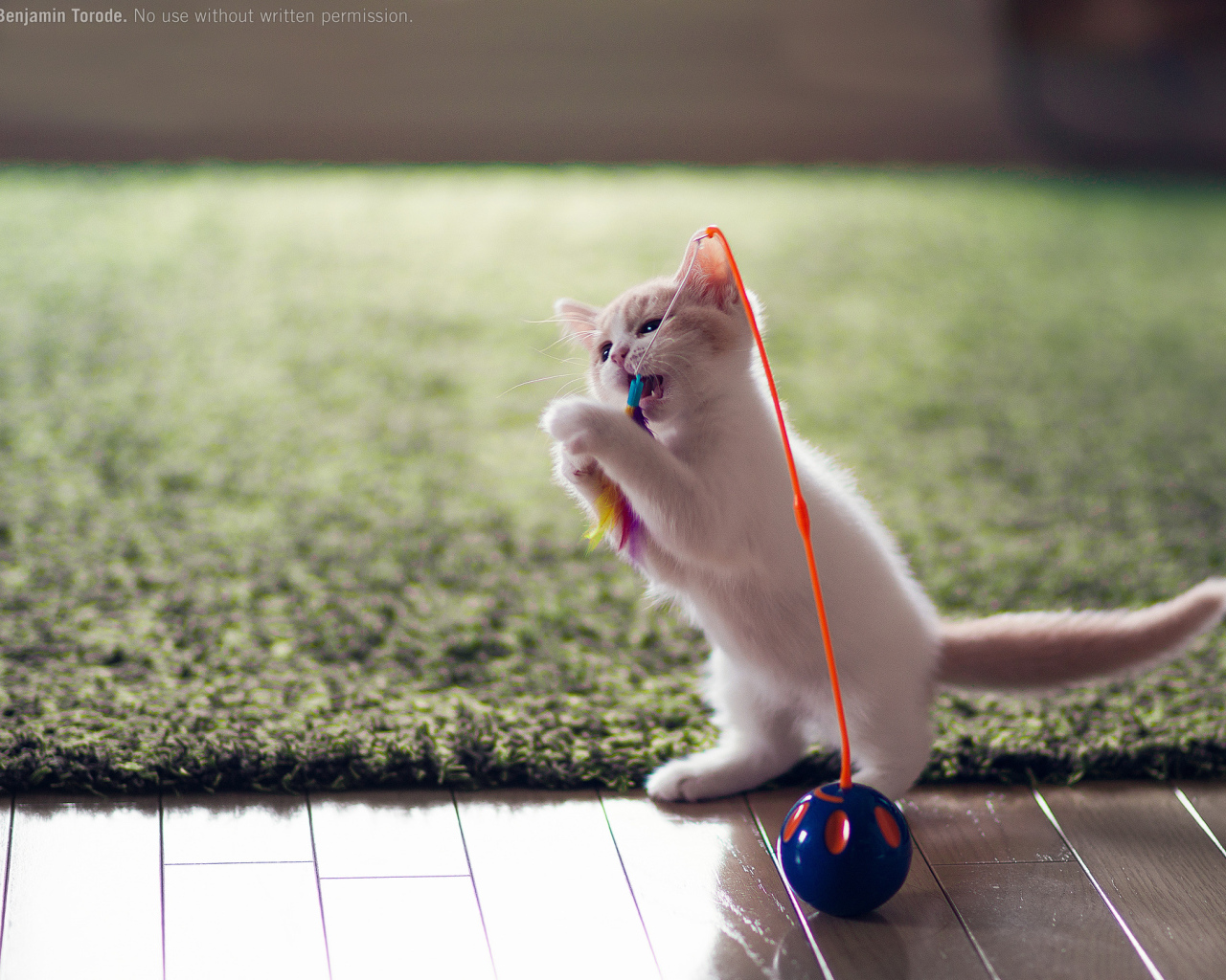 Котенок играет