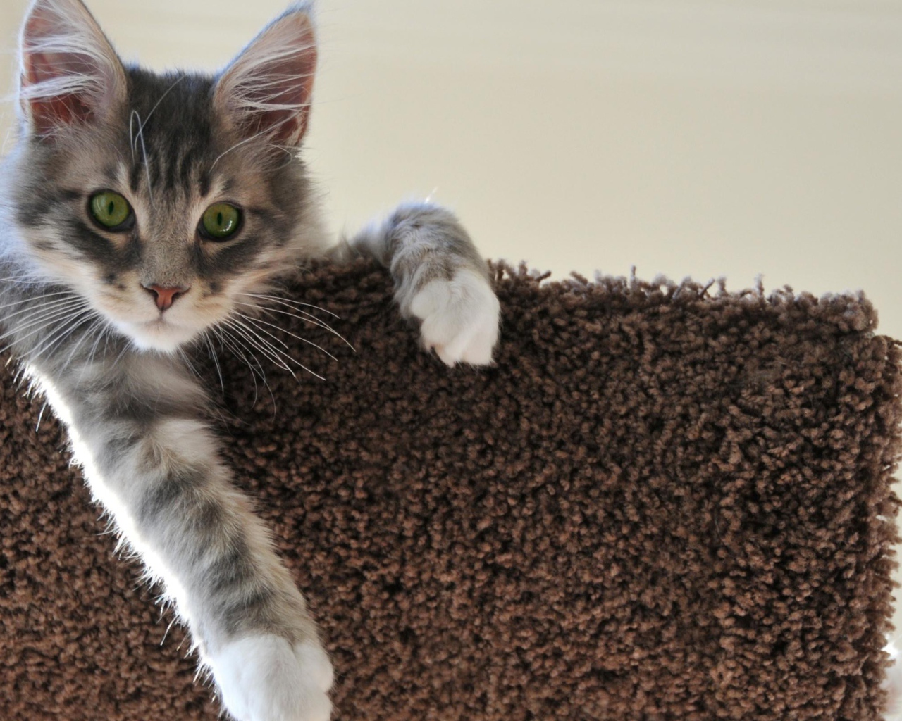 Котенок свесил лапу