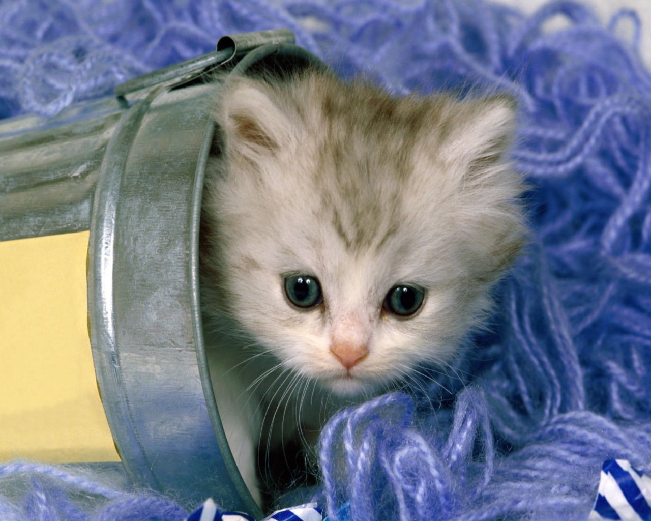 Котенок в нитках