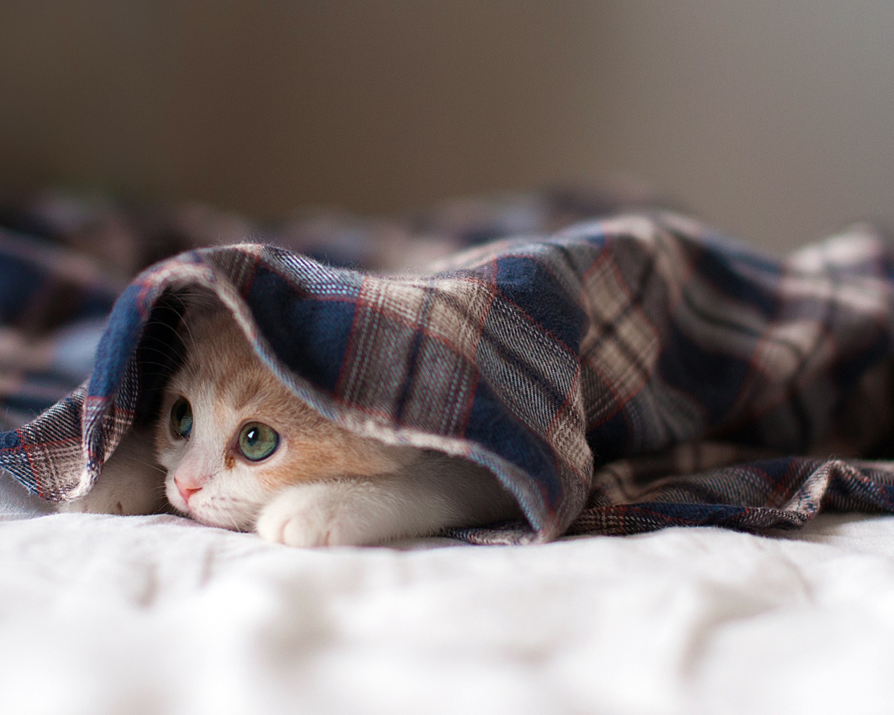Kitten under the rug