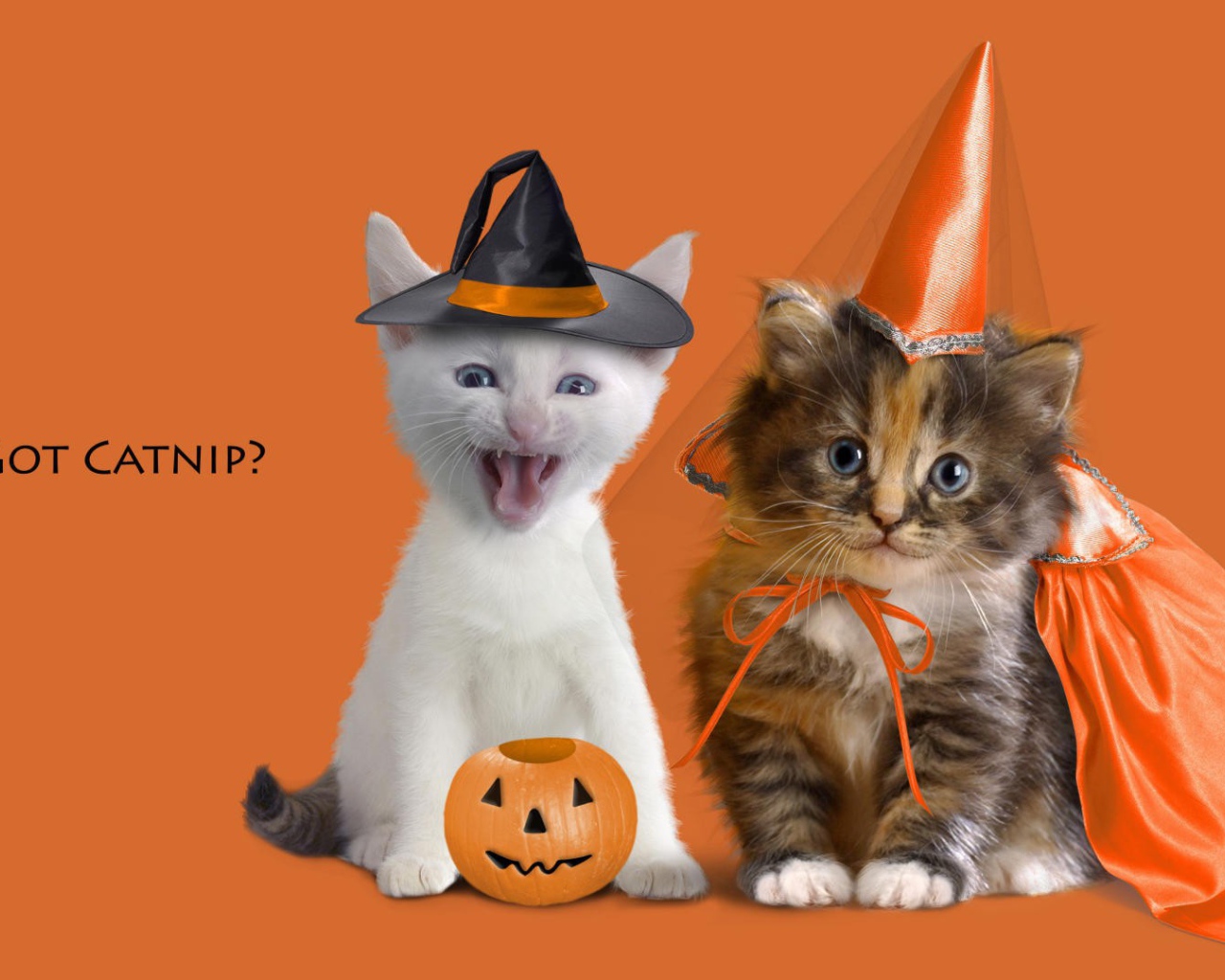 Котята в праздничных костюмах