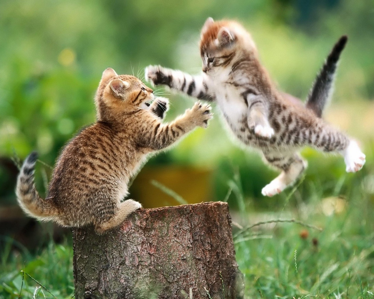 Котенок в прыжке