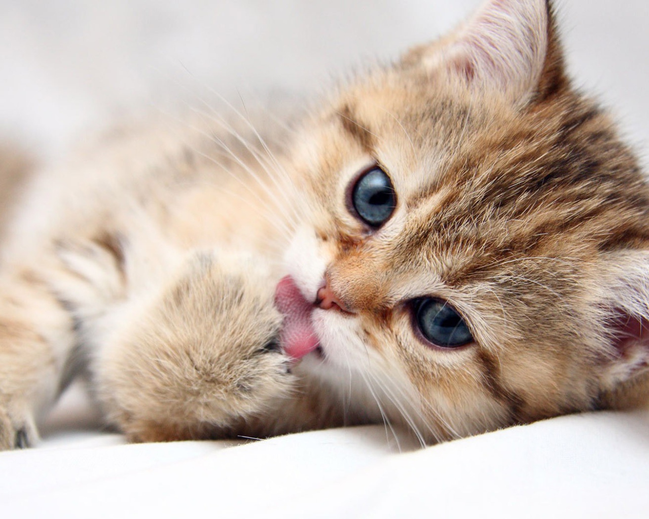 Котенок лижет лапу