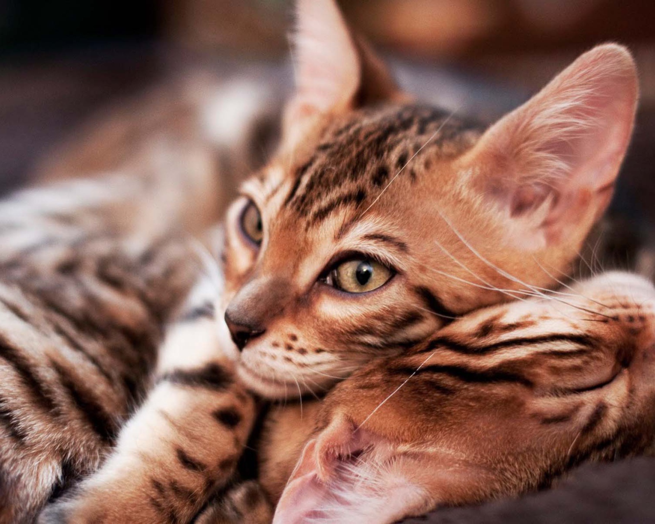 Маленькие бенгальские коты