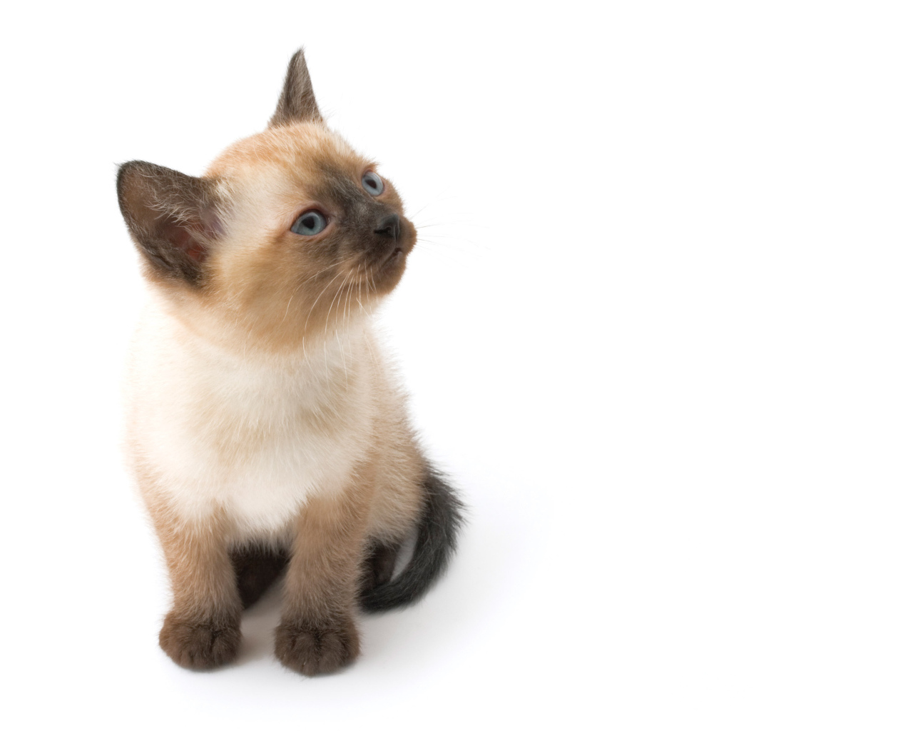 Маленький симпатичный сиамский кот позирует