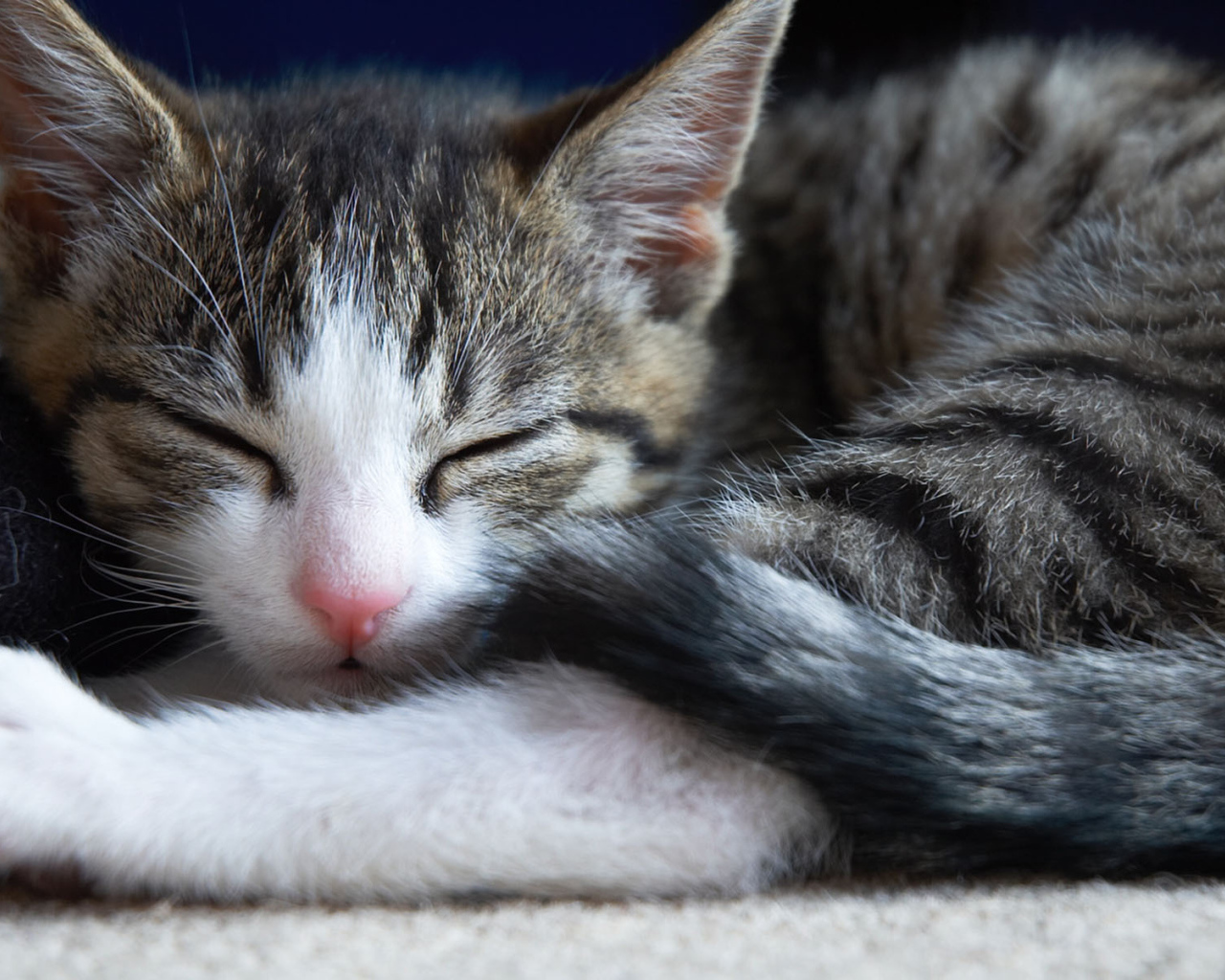 Маленький симпатичный спящий кот