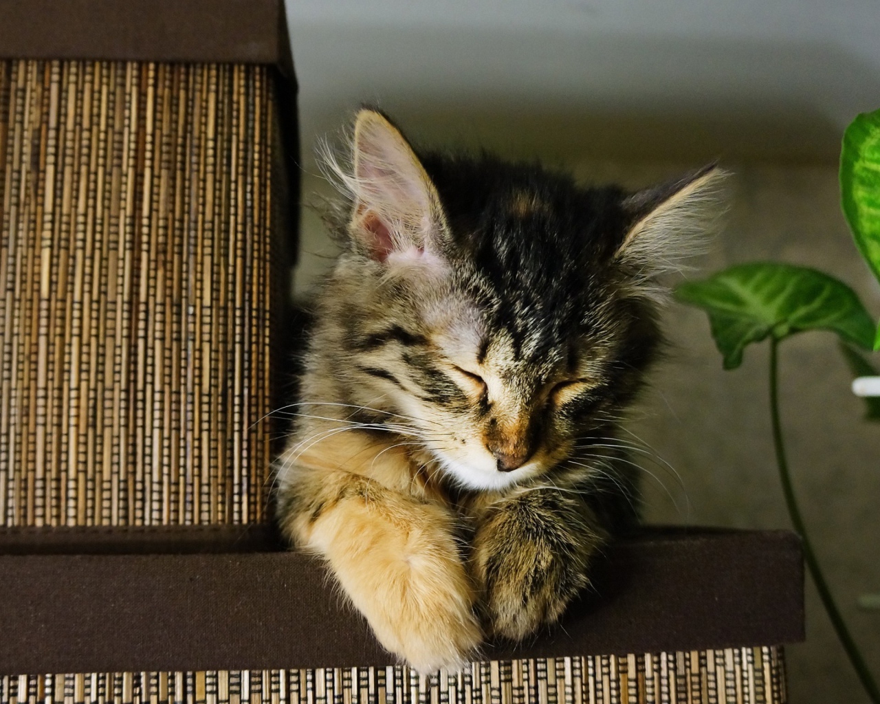 Маленький красивый кот устал