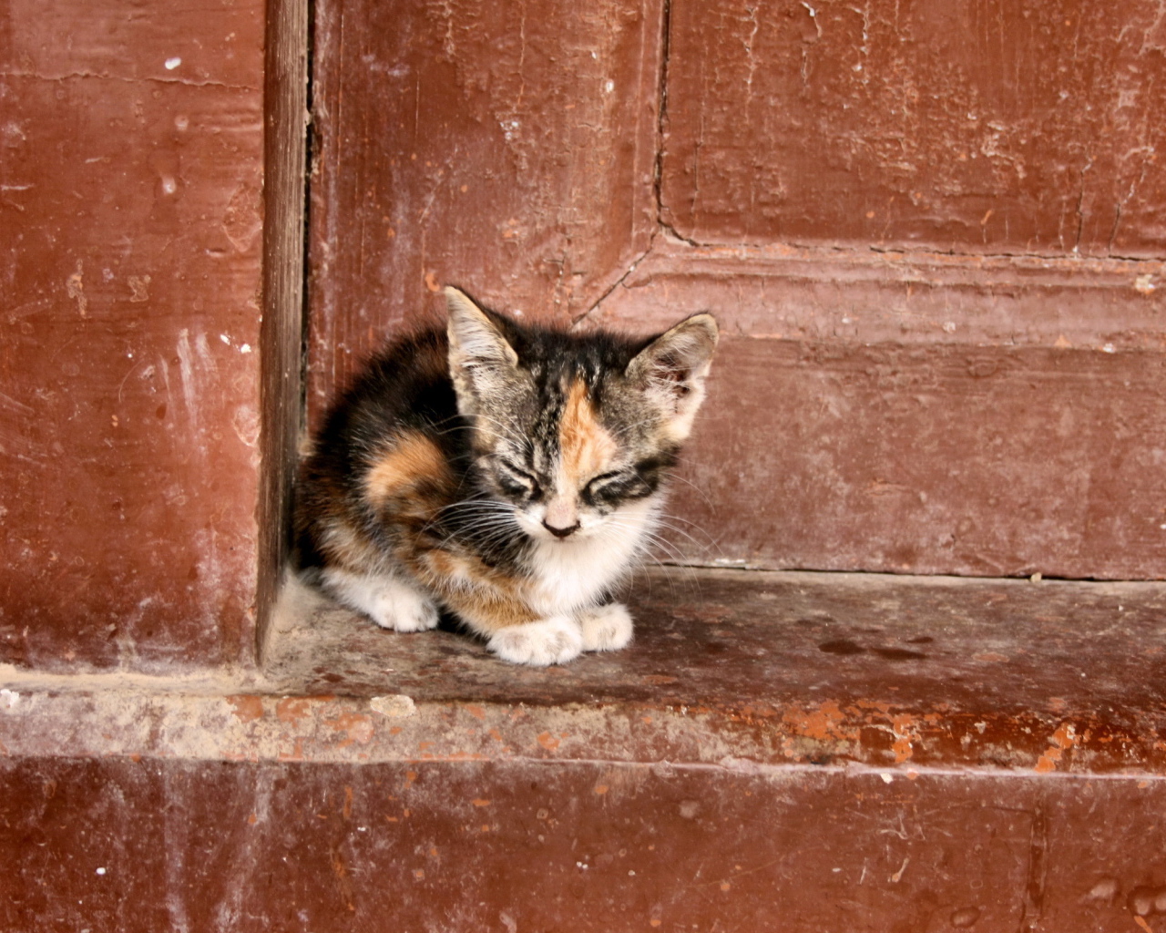 Одинокий котенок