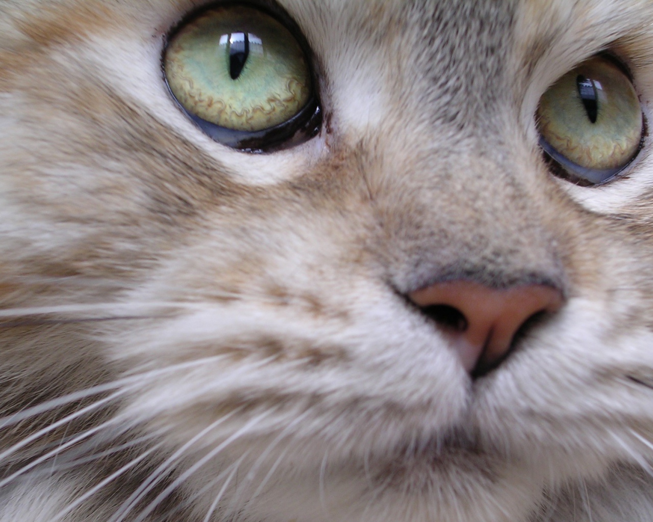 Мейн-кун кот крупным планом