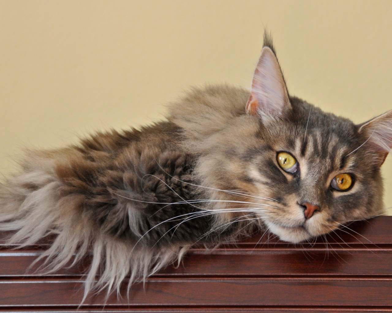 Мейн-кун кот заскучал