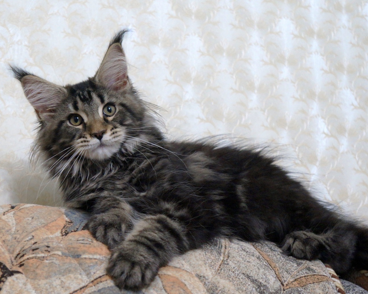 Кот мейн-кун лежит на диване