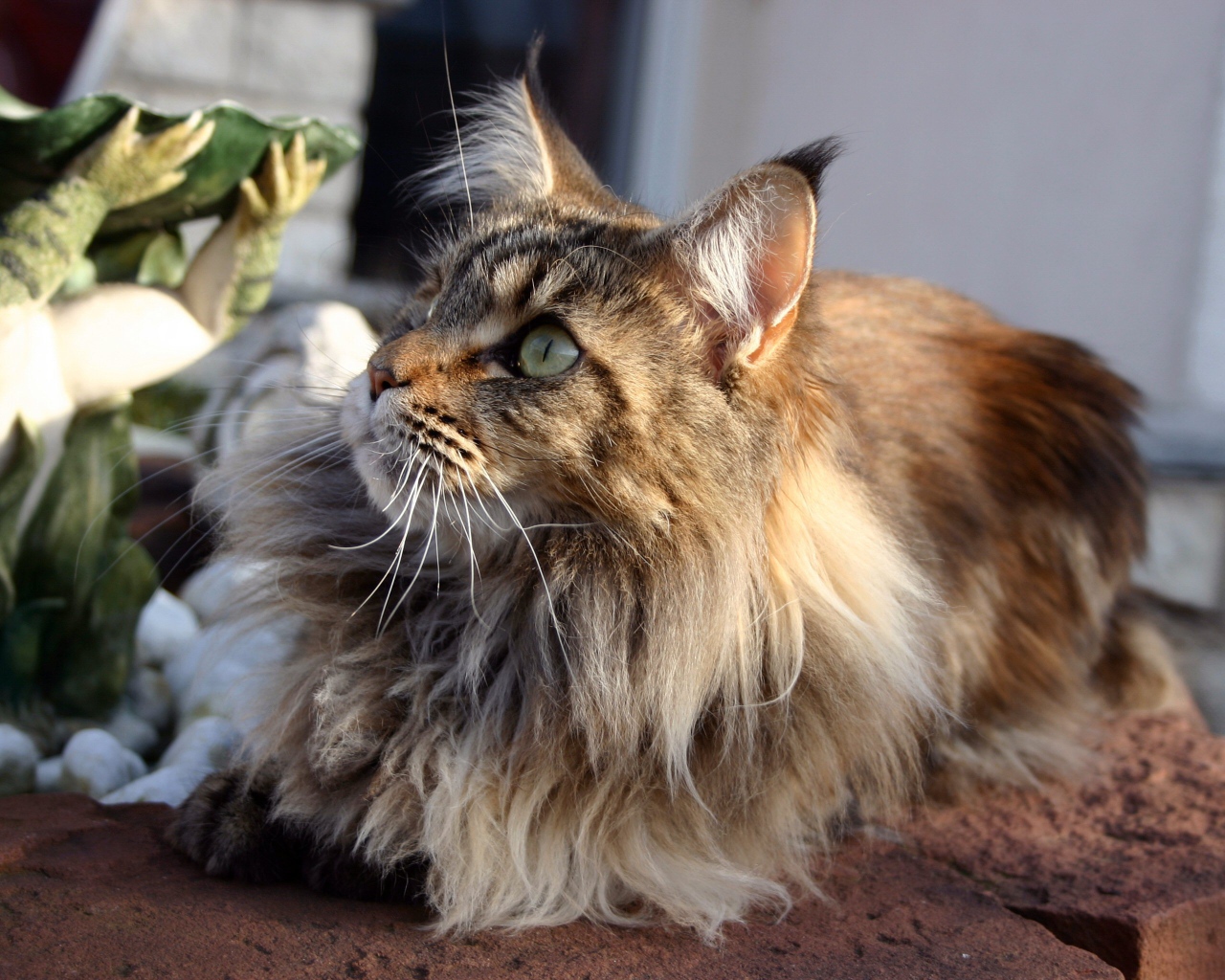 Кот мейн-кун с зелёными глазами кого-то увидел