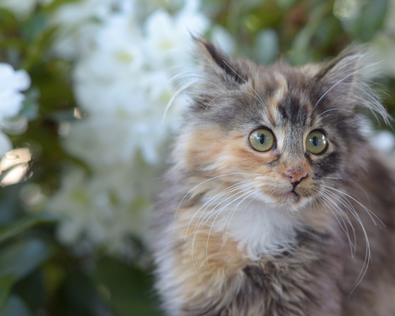 Мартовский кот