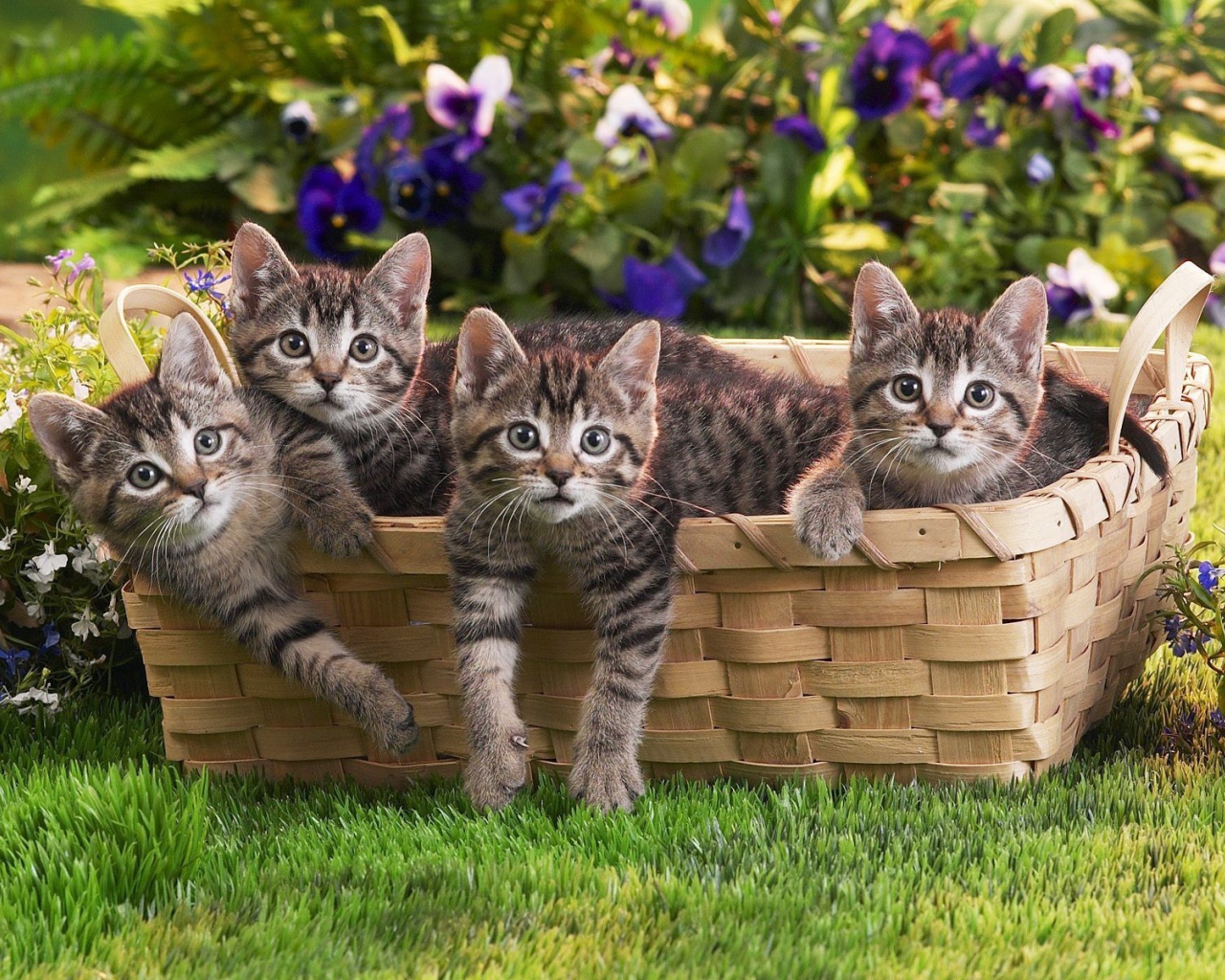 Веселая семейка котят