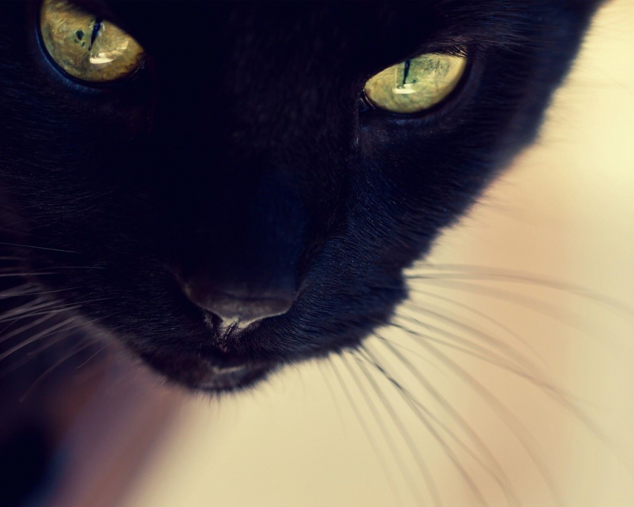 Усатый чёрный кот крупным планом