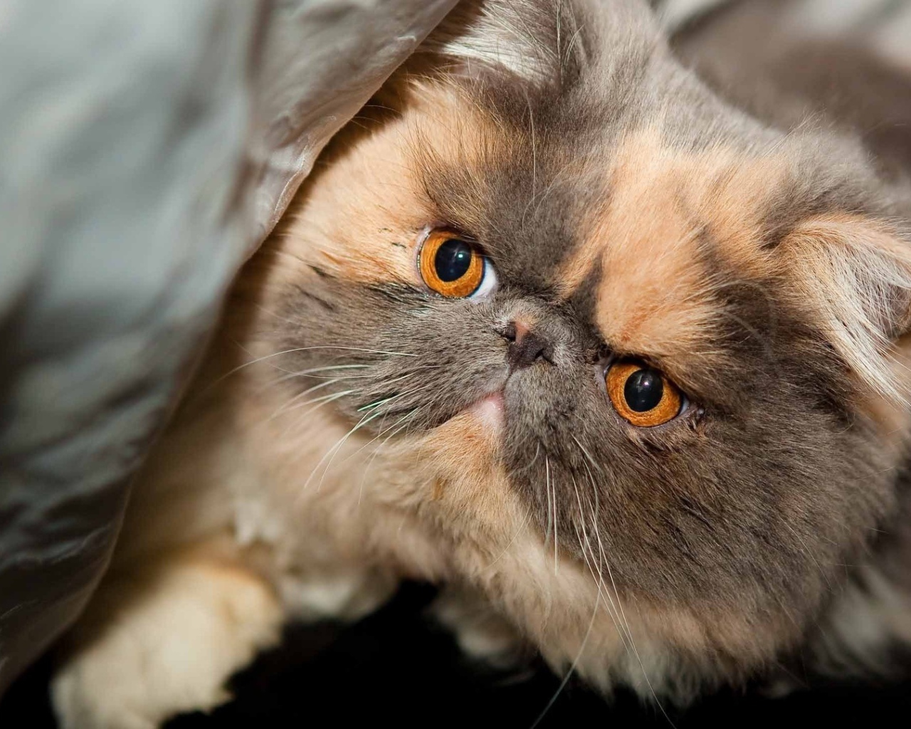 Персидский кот