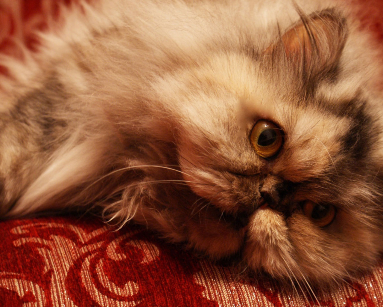 Персидский кот отдыхает