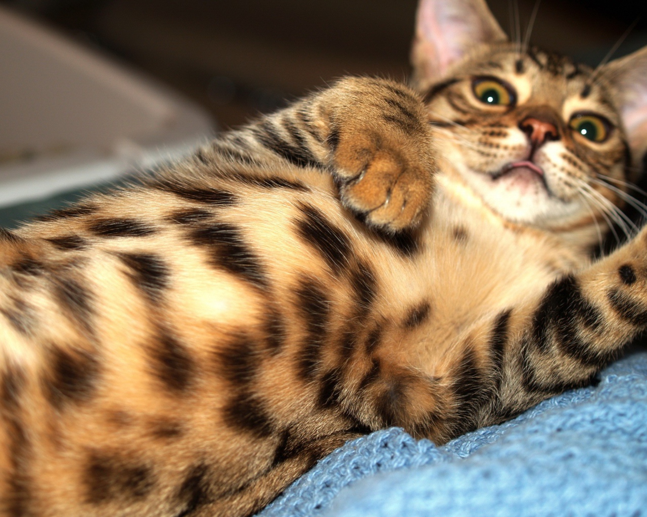 Игривый бенгальский кот