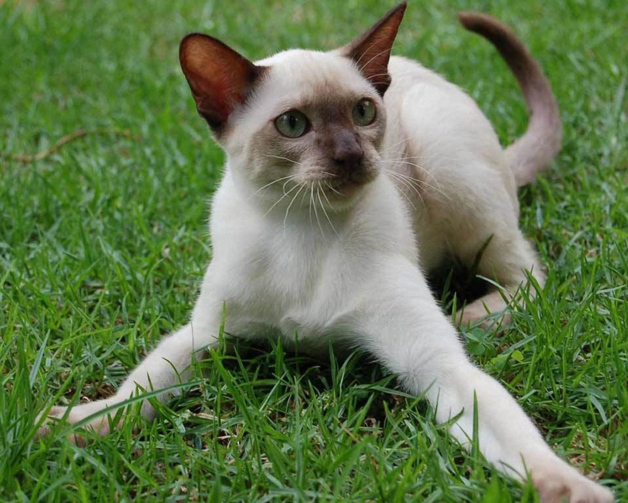 Игривый сиамский кот на траве